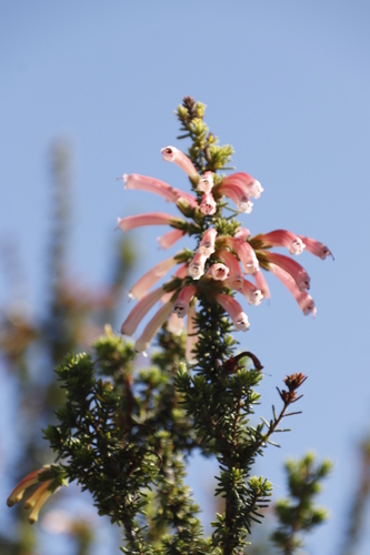 Image of Common Glandular Heath (Erica glandulosa) by (c) Tony Rebelo, some rights reserved (CC BY-SA)