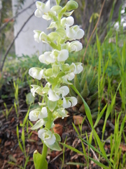 Pterygodium volucris