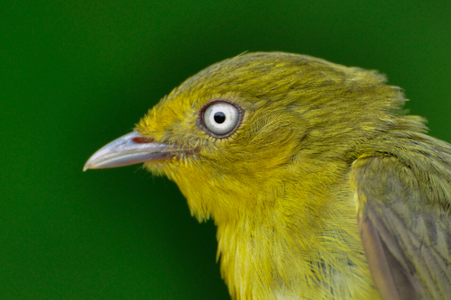 Pipra filicauda