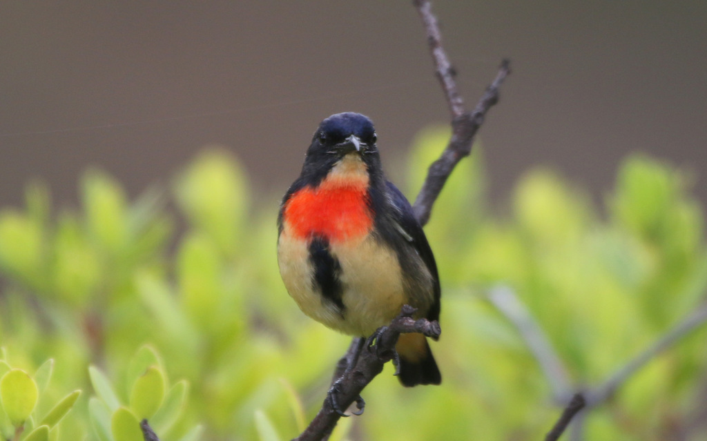 Flores Flowerpecker photo