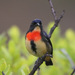 Flores Flowerpecker - Photo (c) Yovie Jehabut, some rights reserved (CC BY-NC), uploaded by Yovie Jehabut