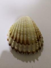 Acanthocardia echinata