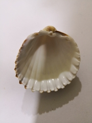 Acanthocardia echinata