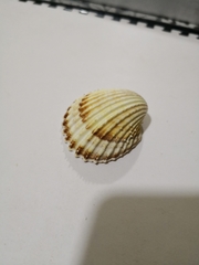 Acanthocardia echinata