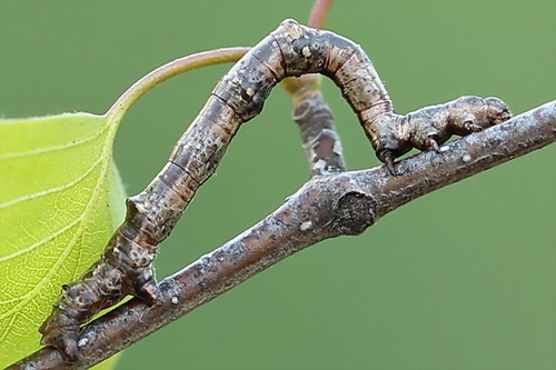 Large Thorn