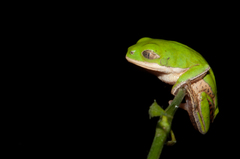 Orange-Legged Leaf Frog photo 3