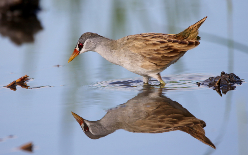 White-browed Crake (Poliolimnas cinereus) photo