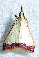 Autocharis marginata