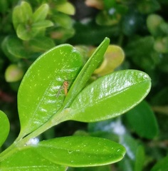Monarthropalpus flavus