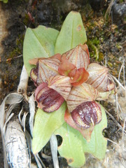 Satyrium pumilum