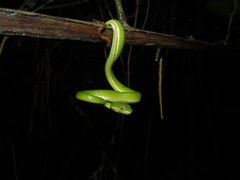 Trimeresurus erythrurus