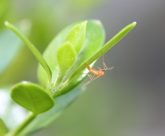 Monarthropalpus flavus