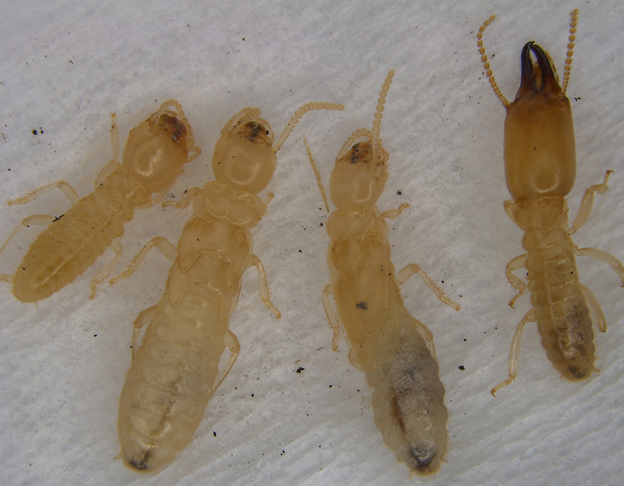 Eastern Subterranean Termite