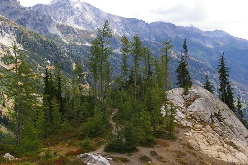 subalpine larch