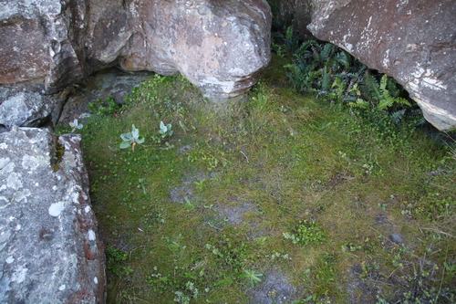 Image of Hippia pilosa by (c) Tony Rebelo, some rights reserved (CC BY-SA)