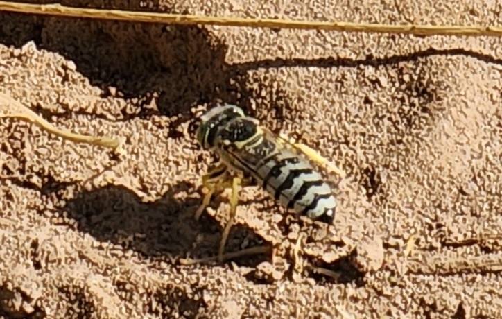 Pacific Sand Wasp
