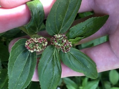 Euphorbia hirta image