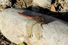 Sympetrum striolatum