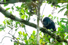 Widow Monkey photo 2