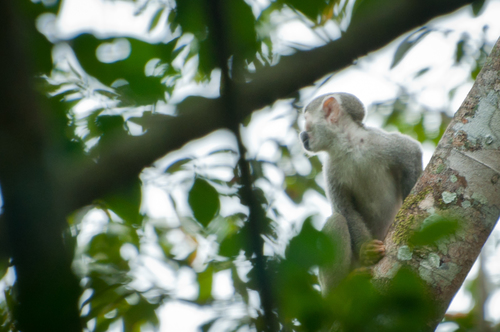 Humboldt's Squirrel Monkey