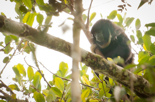 White-chested Titi