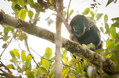 Widow Monkey photo 3