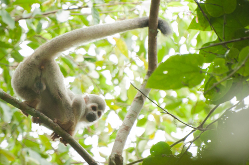 Humboldt's Squirrel Monkey