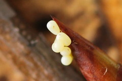 Epirranthis diversata