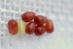 Epirranthis diversata