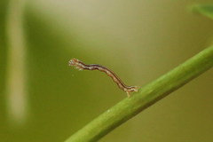 Epirranthis diversata