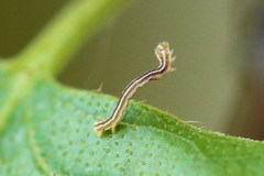 Epirranthis diversata
