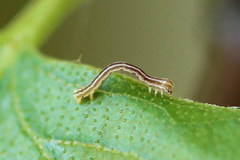 Epirranthis diversata