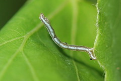 Epirranthis diversata