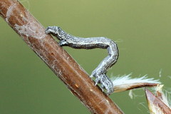 Epirranthis diversata