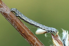 Epirranthis diversata