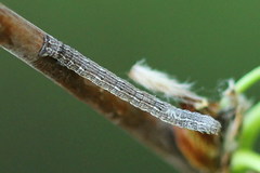 Epirranthis diversata