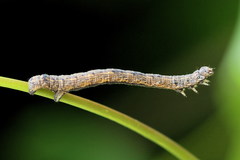 Epirranthis diversata