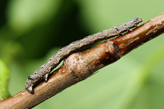 Epirranthis diversata