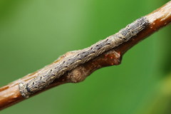 Epirranthis diversata