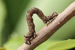 Epirranthis diversata