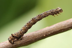 Epirranthis diversata