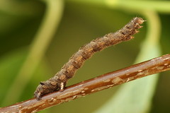 Epirranthis diversata