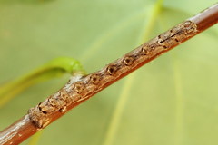 Epirranthis diversata