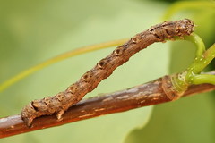 Epirranthis diversata