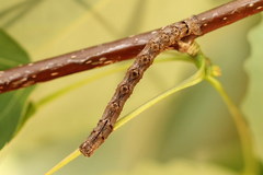 Epirranthis diversata
