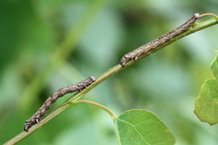 Epirranthis diversata