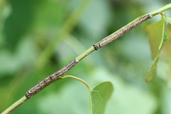 Epirranthis diversata