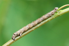 Epirranthis diversata