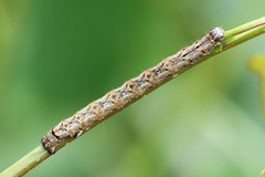 Epirranthis diversata