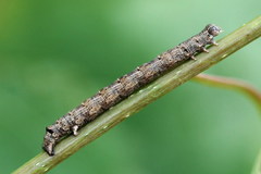 Epirranthis diversata